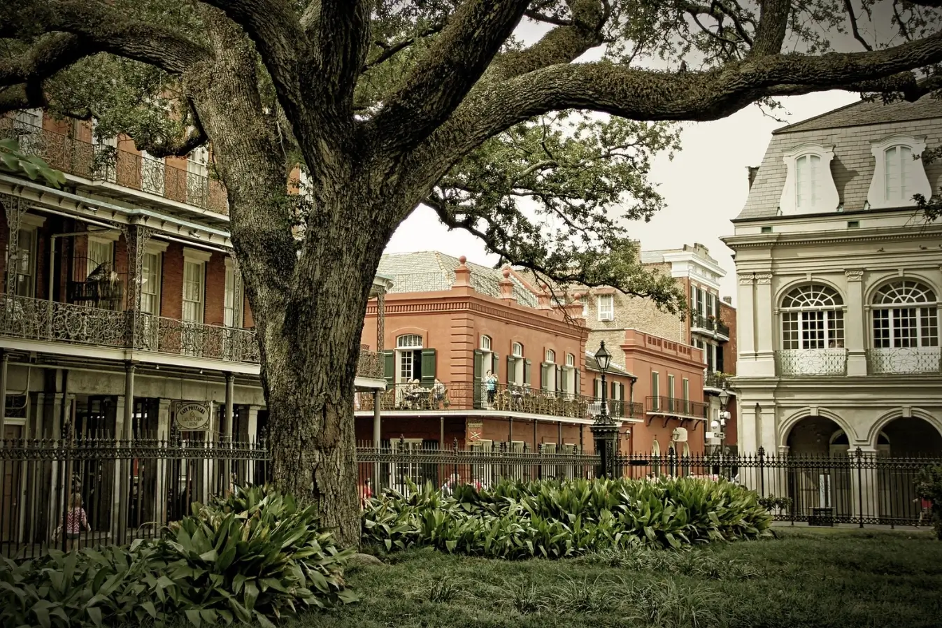 New Orleans French Quarter historic buildings with wrought iron balconies framed by large oak tree