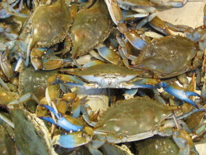 Blue Crabs!